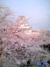 鶴ヶ城桜090419_1
