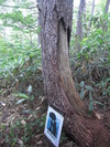 熊のツメあと