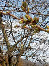 �Ѳ�����κ�20110427