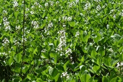 磐梯山の花「ミツガシワ群生」