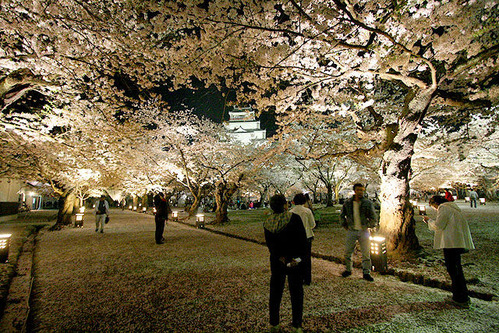 鶴ヶ城桜ライトアップ090419_3