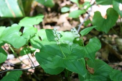 磐梯山の花「マイヅルソウ」
