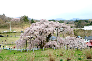 滝桜