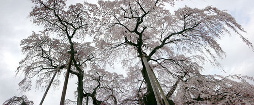 滝桜