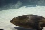 マリンピア日本海