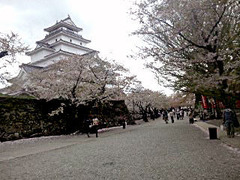 会津若松鶴が城の桜110502