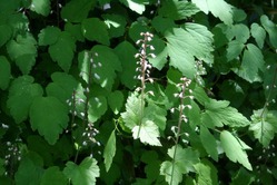 磐梯山の花「ズタヤクシュ」