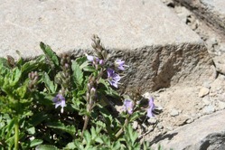 磐梯山の花「バンダイクワガタ」