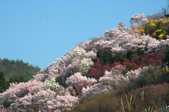 花見山090409