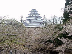 会津若松鶴が城の桜110502