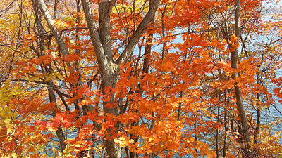 裏磐梯桧原湖紅葉情報