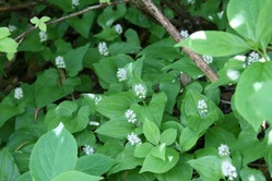磐梯山の花「マイヅルソウ」