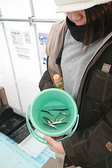 桧原湖わかさぎ釣り釣果