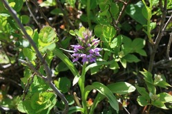 磐梯山の花「ハクサンチドリ」