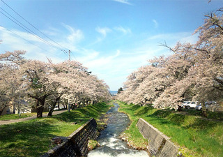 猪苗代 観音寺川の桜