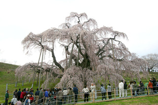 滝桜