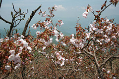 磐梯山桜2