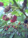05-06-30_14-32.jpg