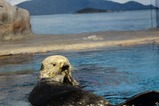 マリンピア日本海