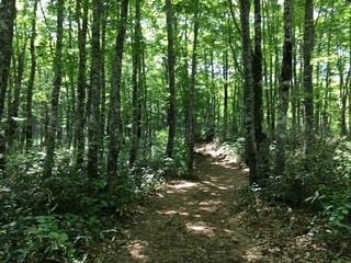 磐梯山 ブナ林