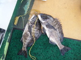 19日釣果