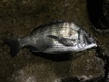 IMG_1436