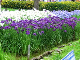 菖蒲田