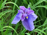 菖蒲