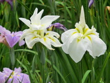 菖蒲6