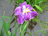 菖蒲2
