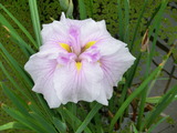 菖蒲5