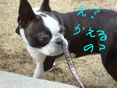BlogPaint