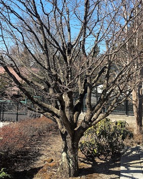 庭の桜加工
