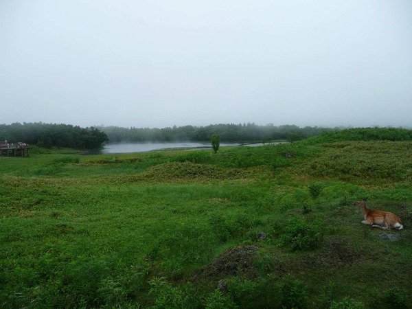 ps215477