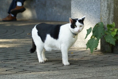 ushi