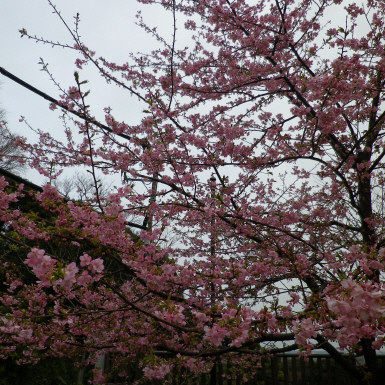IMGP0107