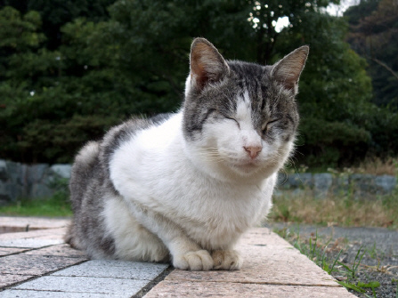 c02addc1.jpg