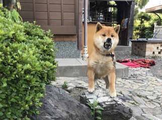 SnapCrab_NoName_2018-5-31_20-37-45_No-00