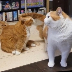 kh_1806nyan01