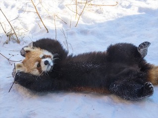 l_kh_1806redpanda01