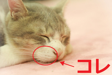 ms3165_180702neko01