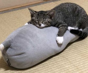 SnapCrab_NoName_2018-9-7_21-57-41_No-00