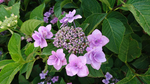 紫陽花