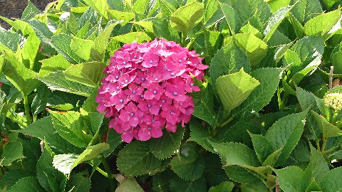 紫陽花