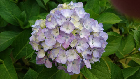 紫陽花