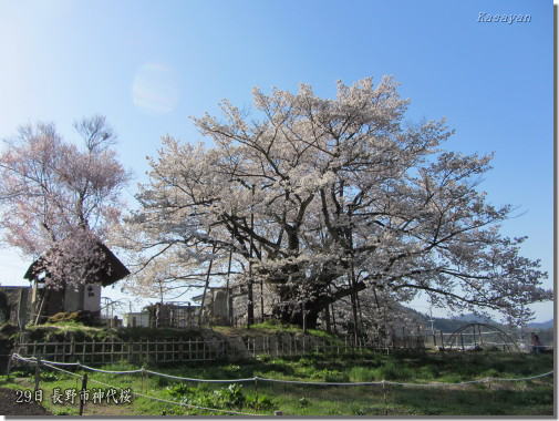 神代桜120430