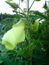 花オクラ