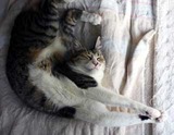 neko