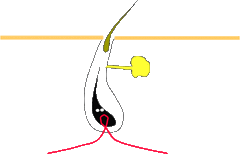 hair_cycle1