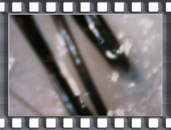 photo_hairs